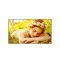 LG 24/7 Signage kijelző 86" 86UL5Q, 3840x2160, 500cd/m2, HDMIx3/RS-232C/RJ45/USBx2